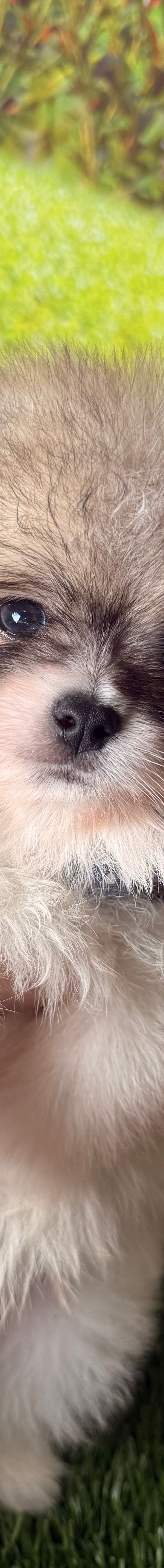 Arlo