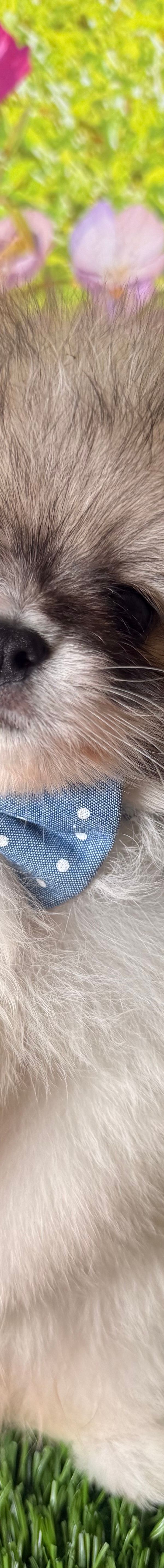 Arlo