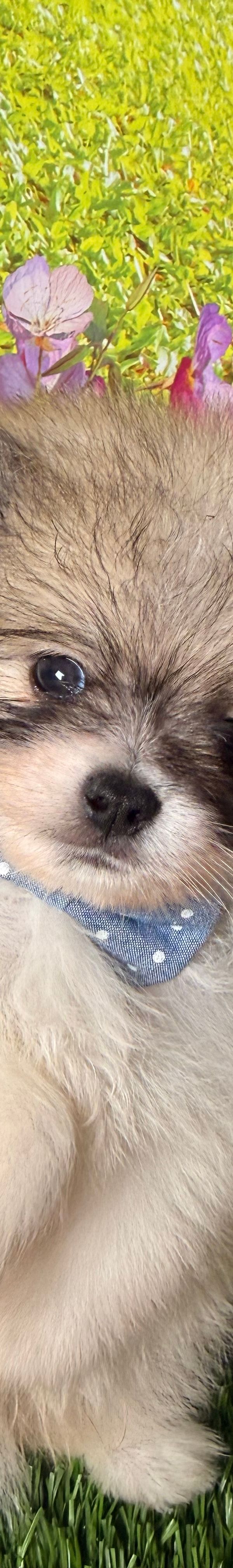 Arlo