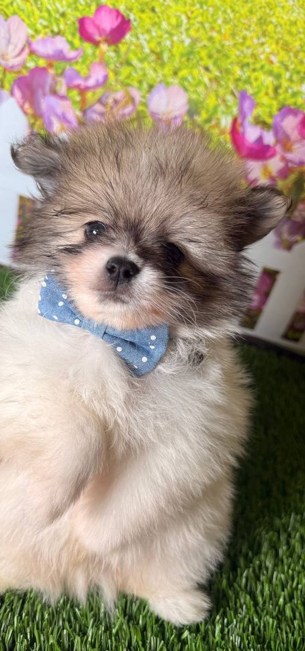 Milo