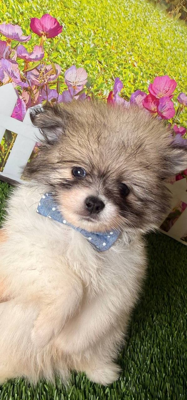 Milo