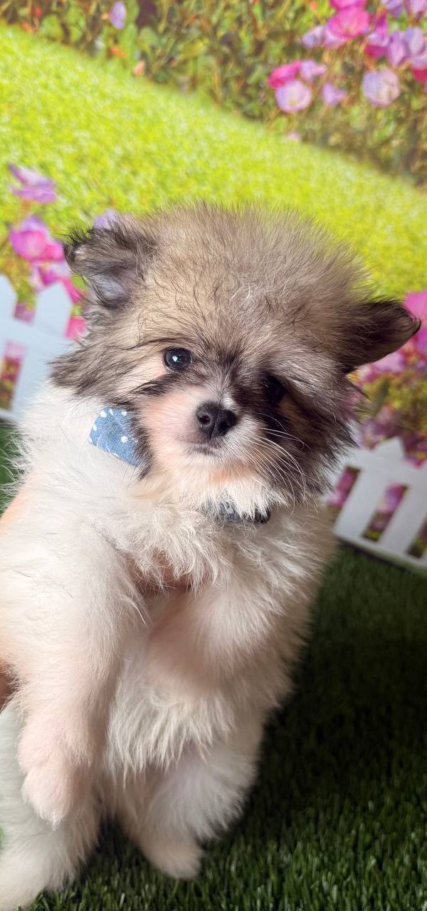 Milo