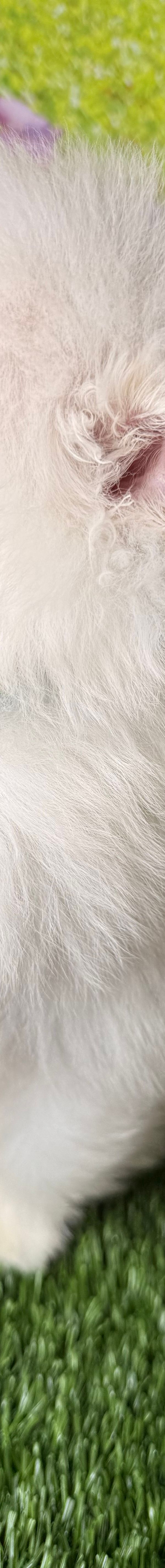 Polar
