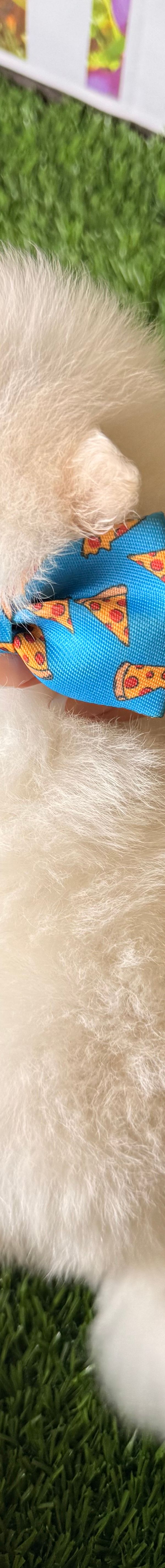 Polar